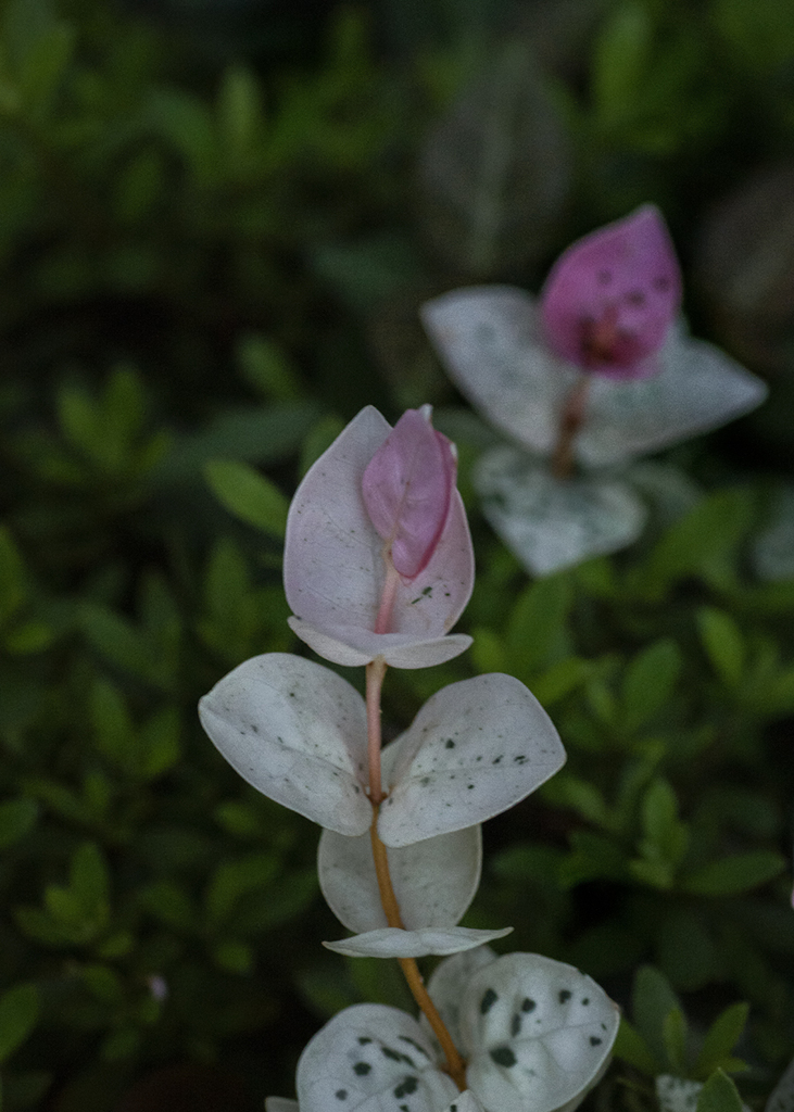 DSC04870. 秋が降る降る