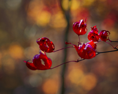 縮こまった紅葉たち.