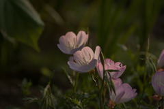 DSC09033. 語り合う如く
