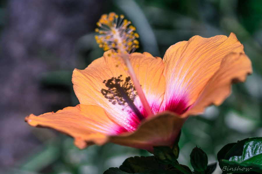 DSC03146  秋の陽に咲くハイビスカス