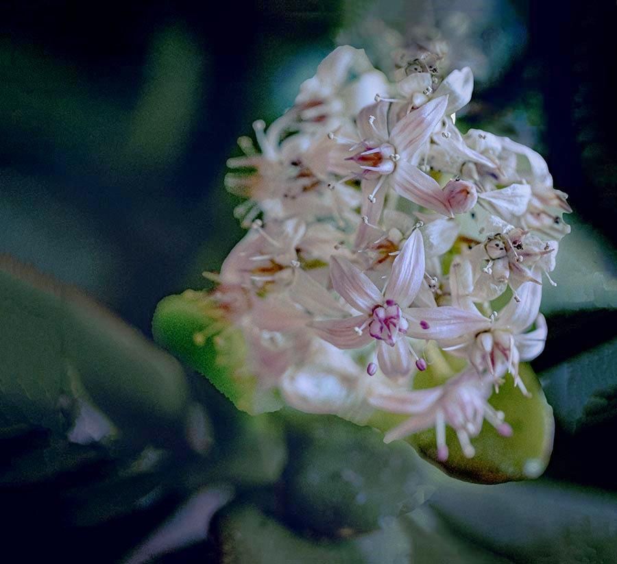 お金の成る木？の花    DSC02019