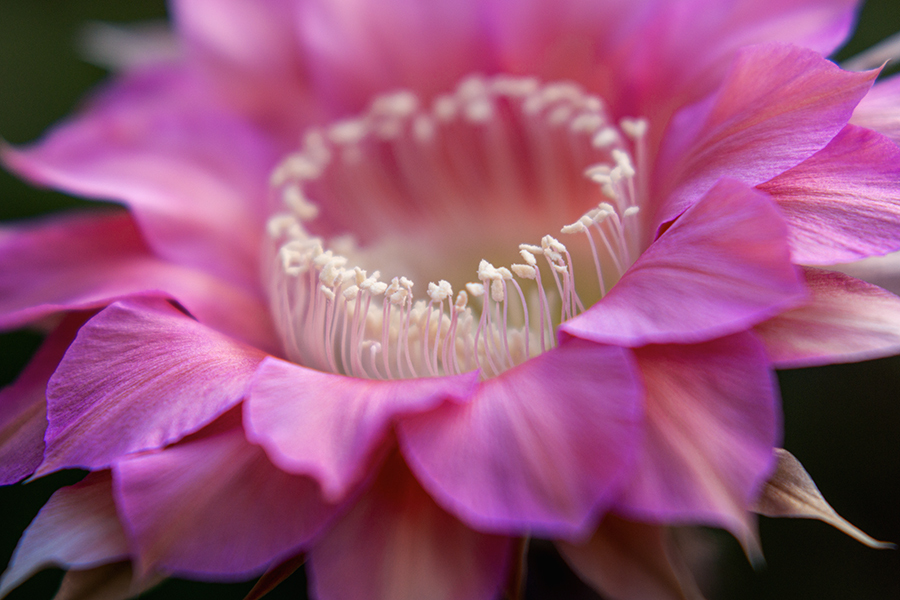 DSC08947.整列している花の精たち