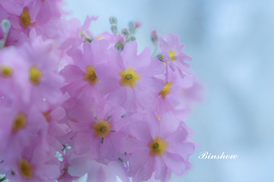 DSC07106 時は過ぎ往く 音もたてず