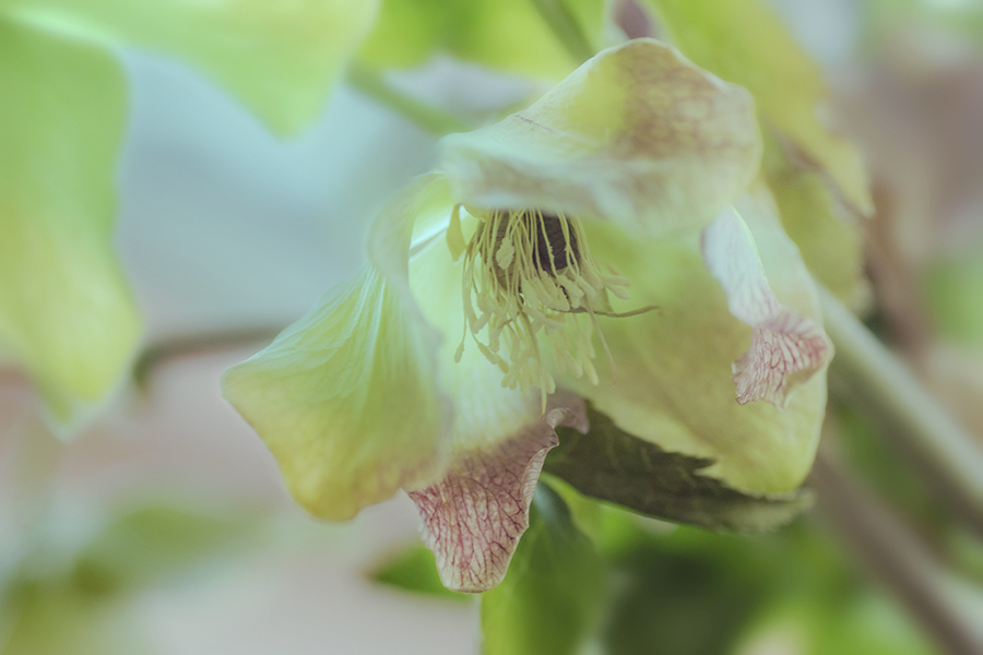 DSC04376-1   窓辺の爽やか