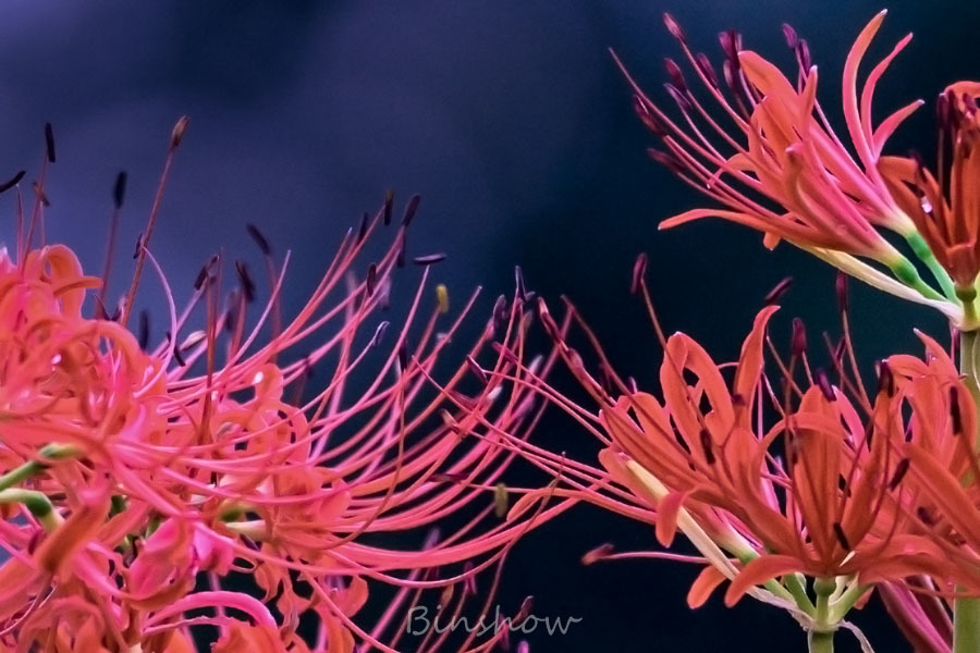 DSC02064-生存競争？