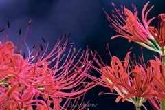 DSC02064-生存競争？