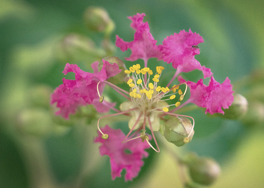 Ant who alone on the flower satellites