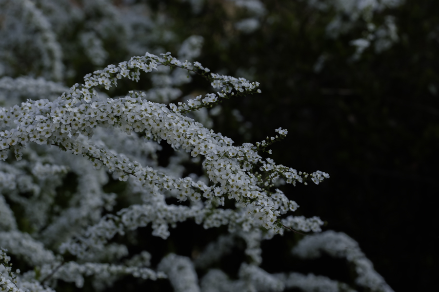 早朝の雪柳　