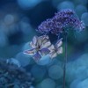 DSC06777. 冬に凛と咲く