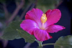 冬のハイビスカス　DSC06756.