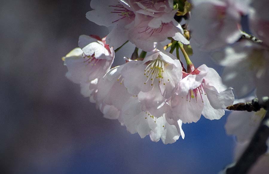 DSC03558. 平成のフィナーレ桜