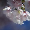 DSC03558. 平成のフィナーレ桜