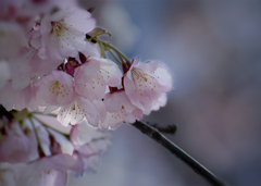 DSC00315. 早春の安行桜