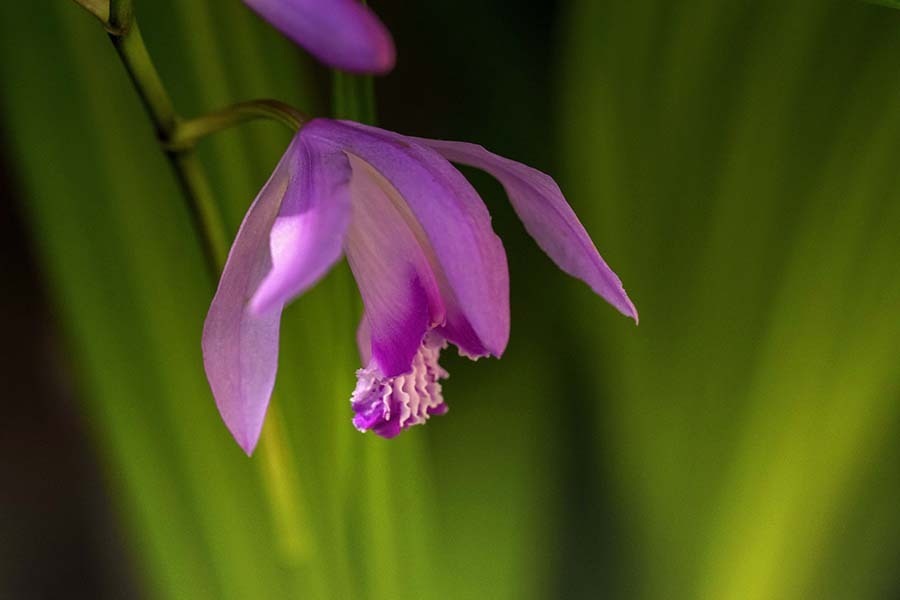 DSC08410. 紫蘭朝暘の中