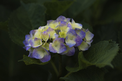 五月の紫陽花-9
