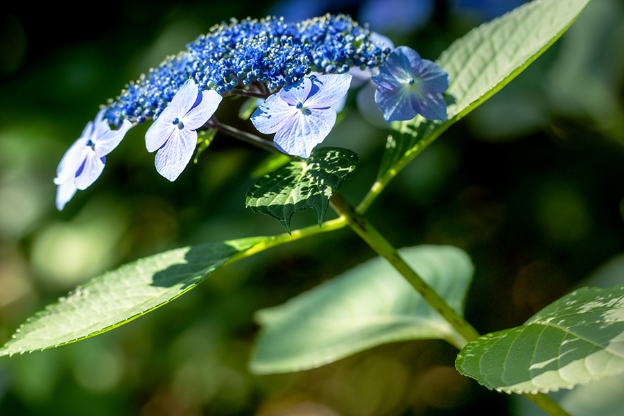 DSC00373. 木陰の妙