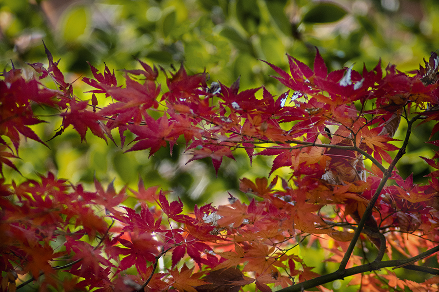 DSC01522  陽だまりの華