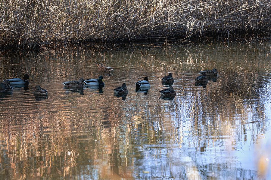 DSC09365. 池に集う水鳥