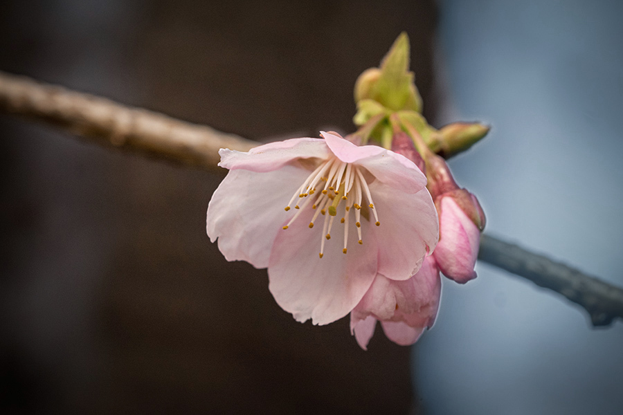 DSC00125.-1 早春に咲いた桜