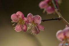 DSC03335河津桜-2