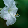 DSC04850. 九月のオシロイバナ.