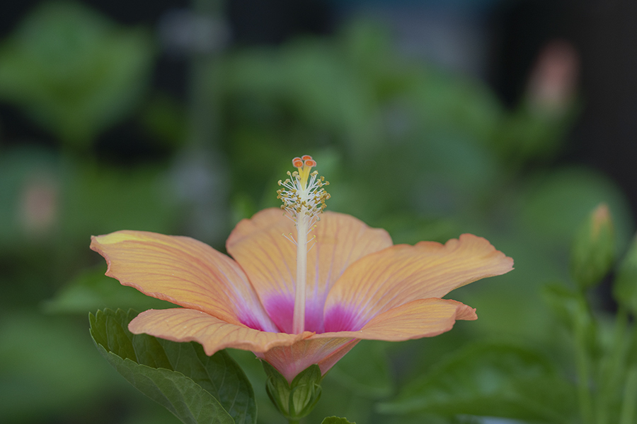 DSC07726. 夏は花に恵む