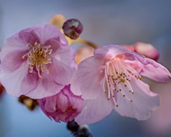 DSC00077. 早春の桜
