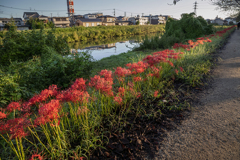 DSC00740. 秋の遊歩道