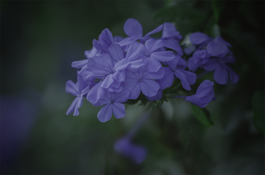 DSC01708  ルリマツリ