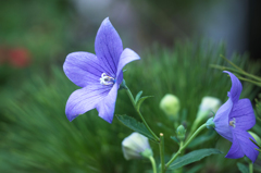 今朝の桔梗です