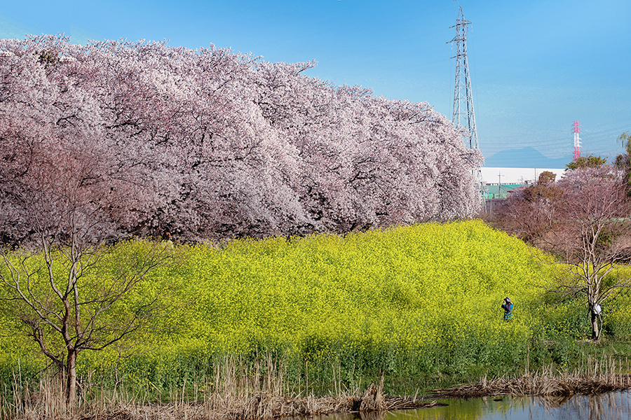 DSC02592 満開の綾瀬川土手