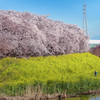 DSC02592 満開の綾瀬川土手