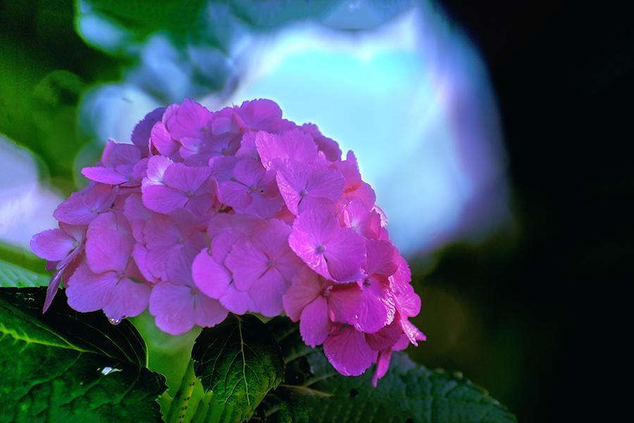 DSC01892. 森の小径