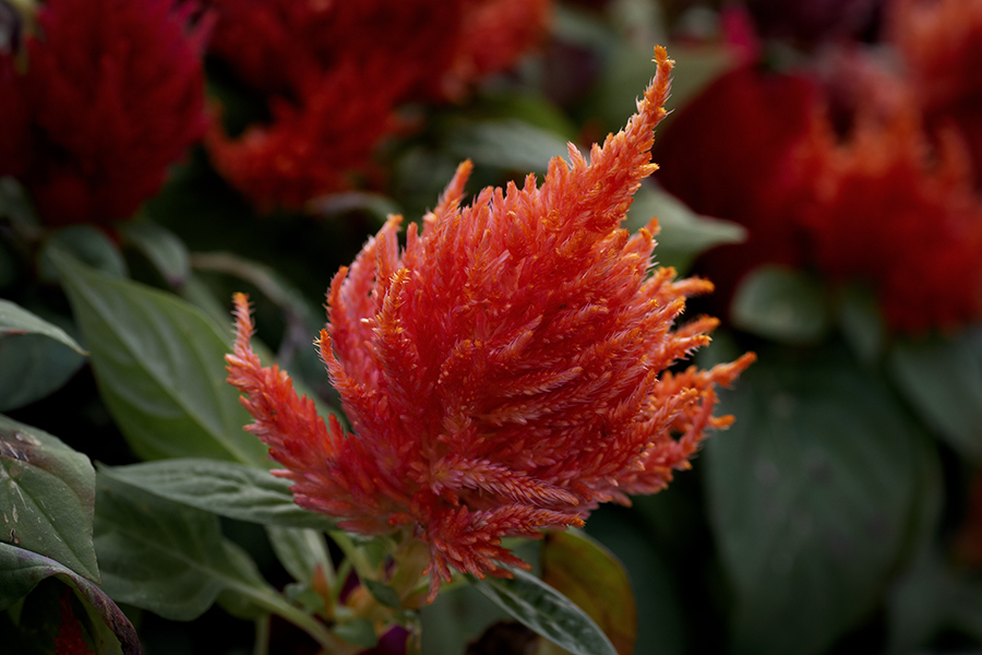 朱色は秋が燃えている色