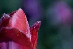 DSC01189 花の語らい、雨上がったね