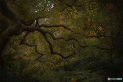 DSC00540 来年も美しい紅葉をきっと見せて呉れる　