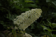 カシワバ紫陽花