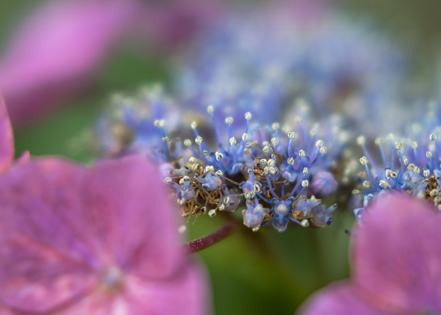 DSC07193. 花のファミリー