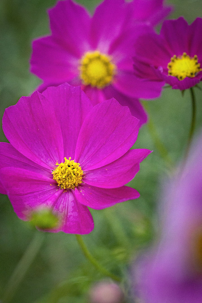 DSC00086.  幼い日を想う