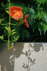 ナイス! 梅雨の晴れ間