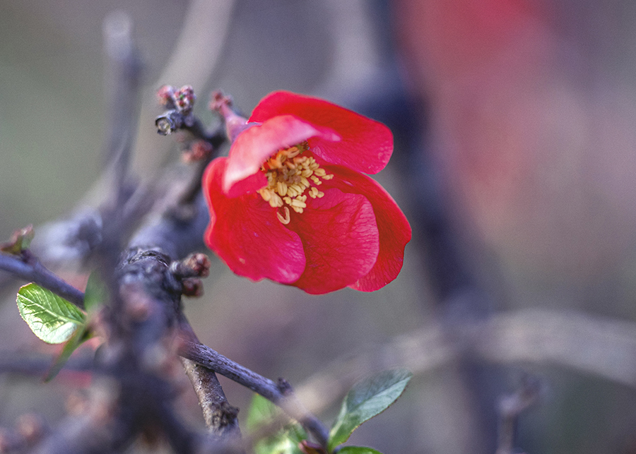 DSC09329. 朱いぼけの花