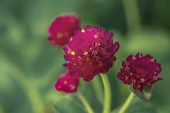 DSC09879. 夏の花.