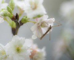DSC04629  俺たちゃな花びらに微睡(まどろ)むのだぜ