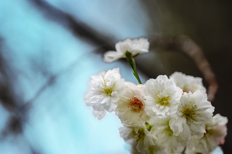 DSC04588 十月桜に光燦燦