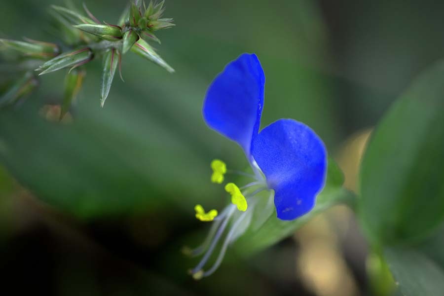 DSC09309.露草に朝陽燦爛