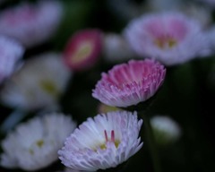 DSC01474 新しい時代が始まる. jpg