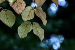 DSC01495  公園で見つけた秋色の葉