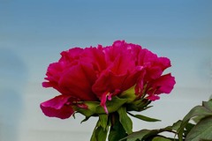 DSC08439. 紅萌ゆる丘の花