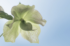 DSC06054 春の空に咲く