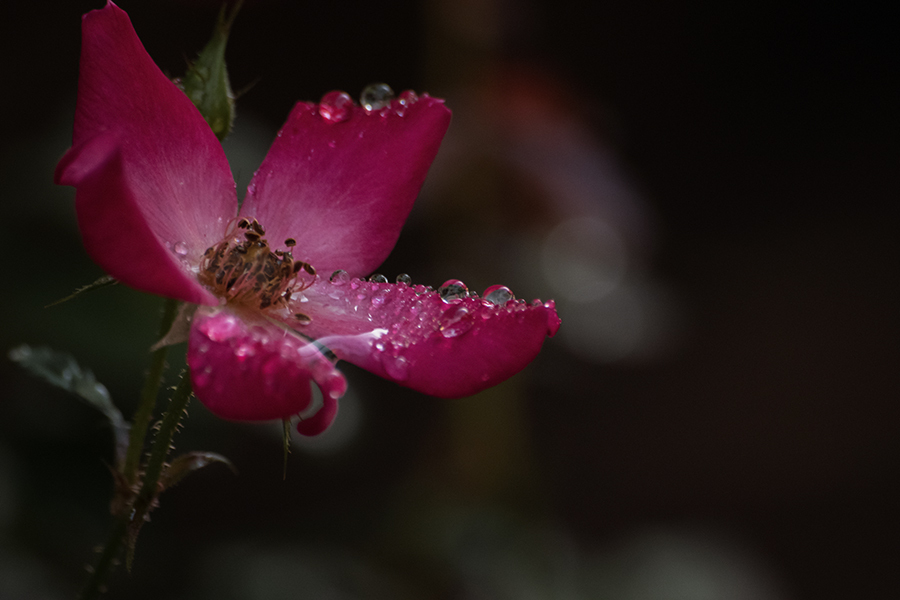 DSC04305 梅雨のフィナーレ至福の時